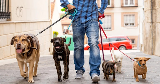 Professional pet sitter walking five dog along the road during weekend pet sitting side hustle